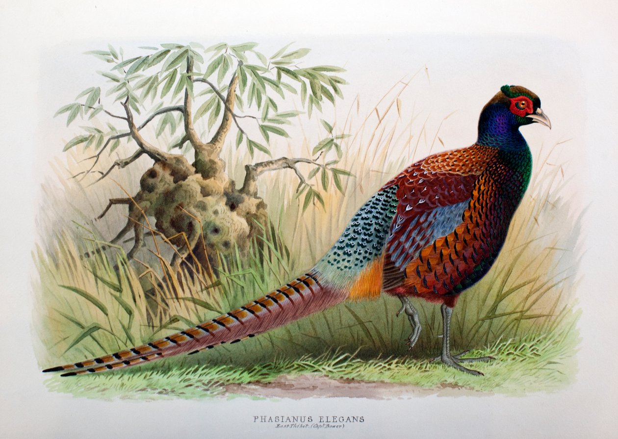 Phasianus Elegans, 1906-7 av Henry Jones