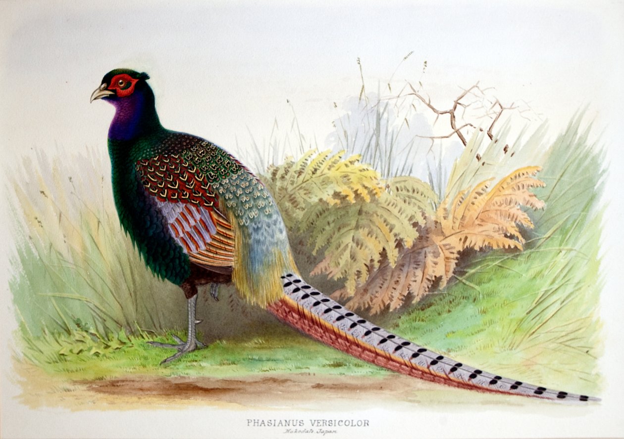 Phasianus Versicolor, ca. 1896-1921 av Henry Jones