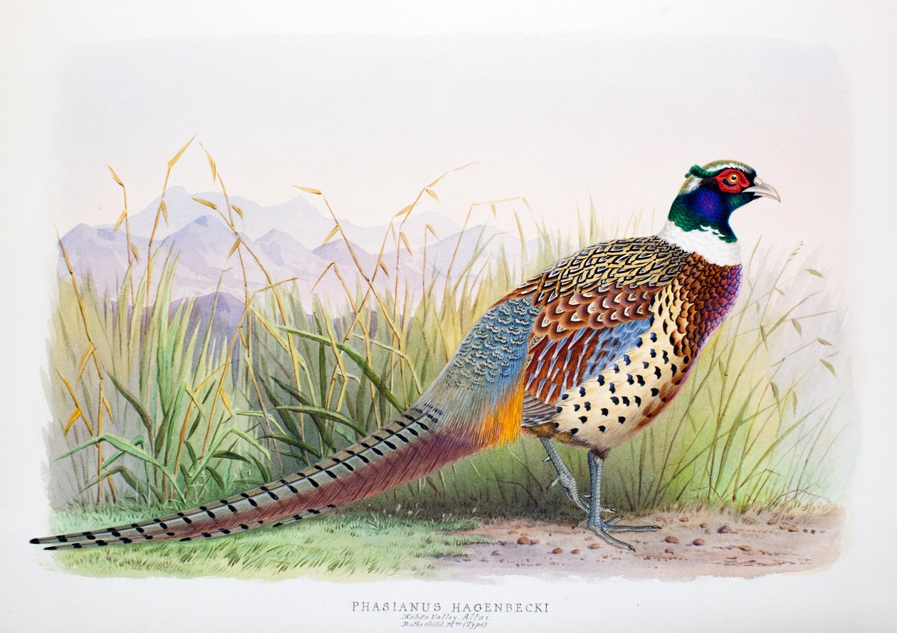 Phasianus hagenbecki, 1906-7 av Henry Jones