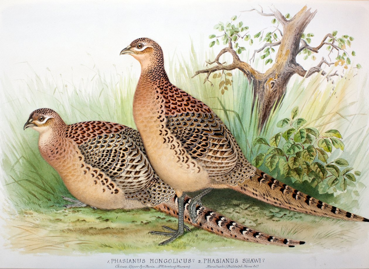 Phasianus mongolicus og Phasianus shawi, 1906-7 av Henry Jones