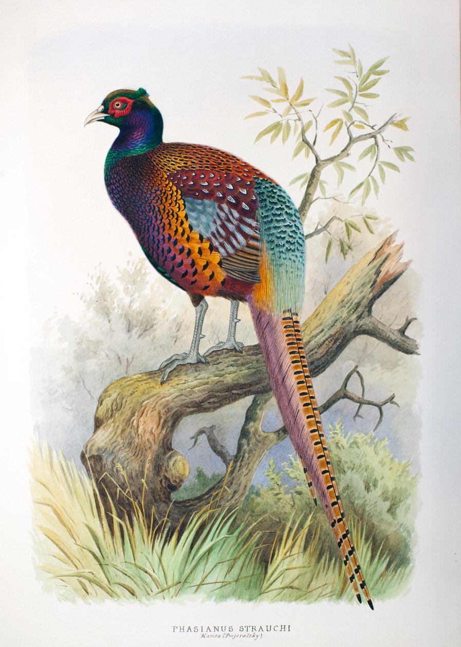 Phasianus strauchi, 1906-7 av Henry Jones