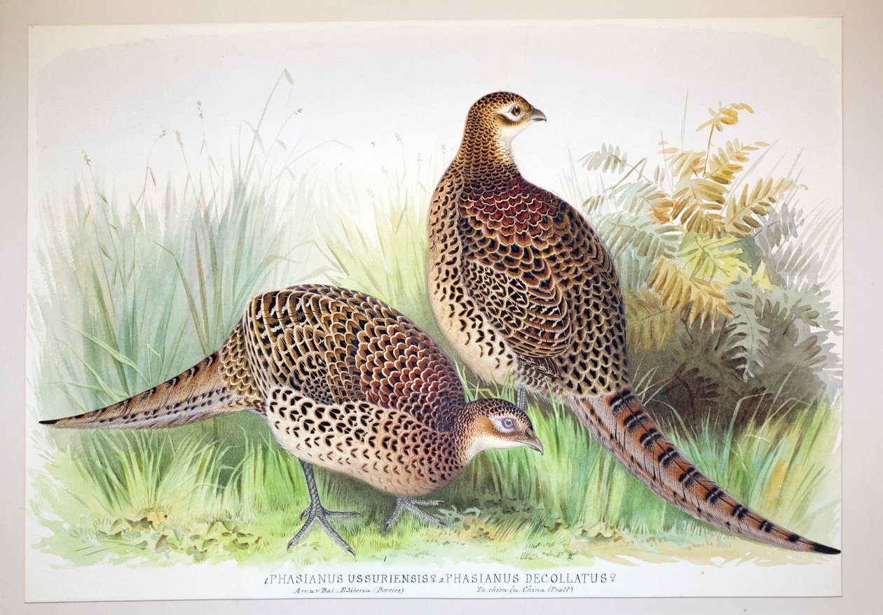 Phasianus ussuriensis og Phasianus delocllatus, 1906-7 av Henry Jones