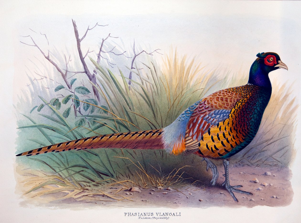 Phasianus vlangali, ca. 1896-1921 av Henry Jones