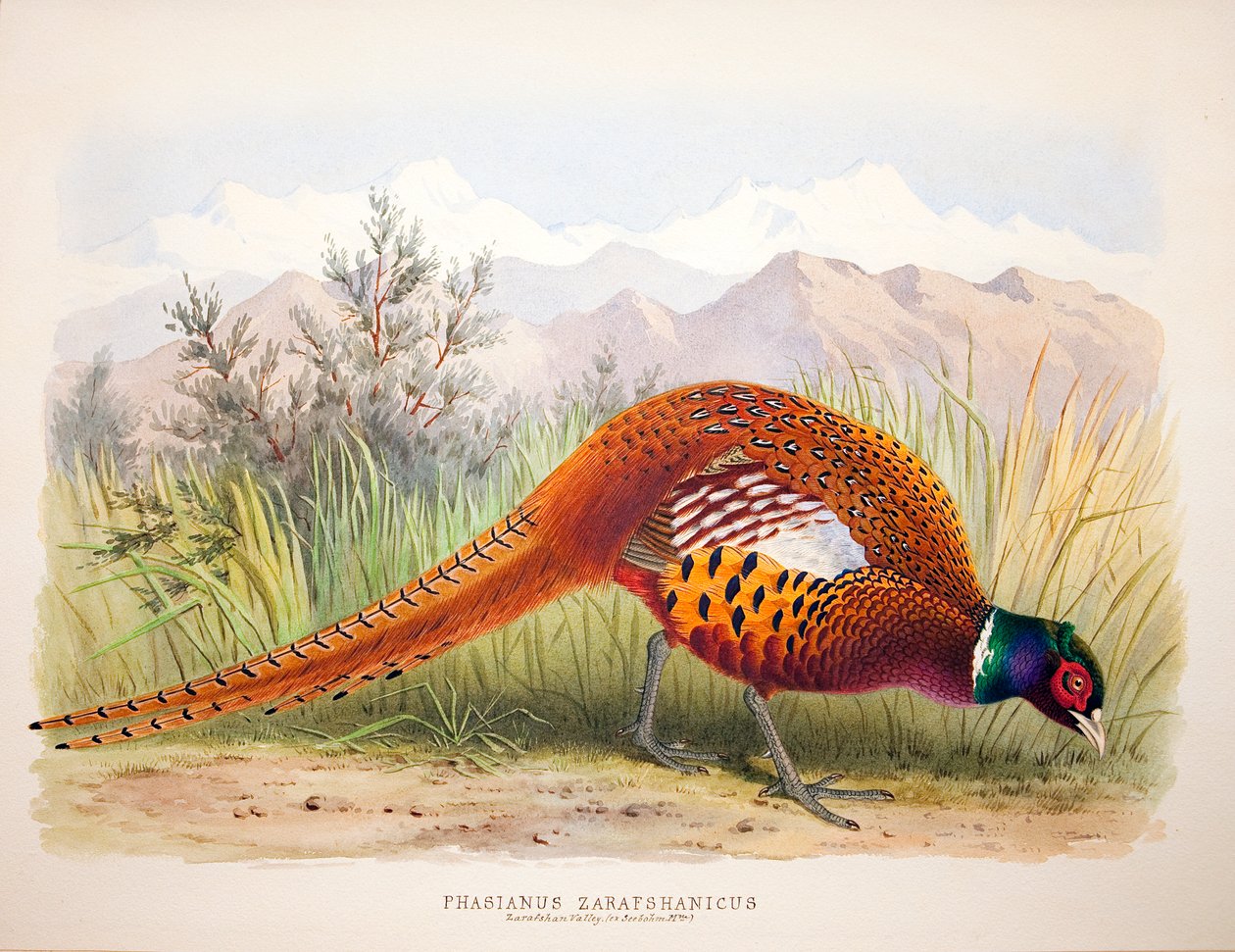 Phasianus zarafshanicus, ca. 1896-1921 av Henry Jones