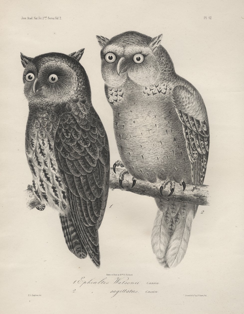 1. Ephialtes Watsonii, 2. (Ephialtes) Sagittatus, litho av J.T. Bowen, 1850 av Henry Louis Stephens