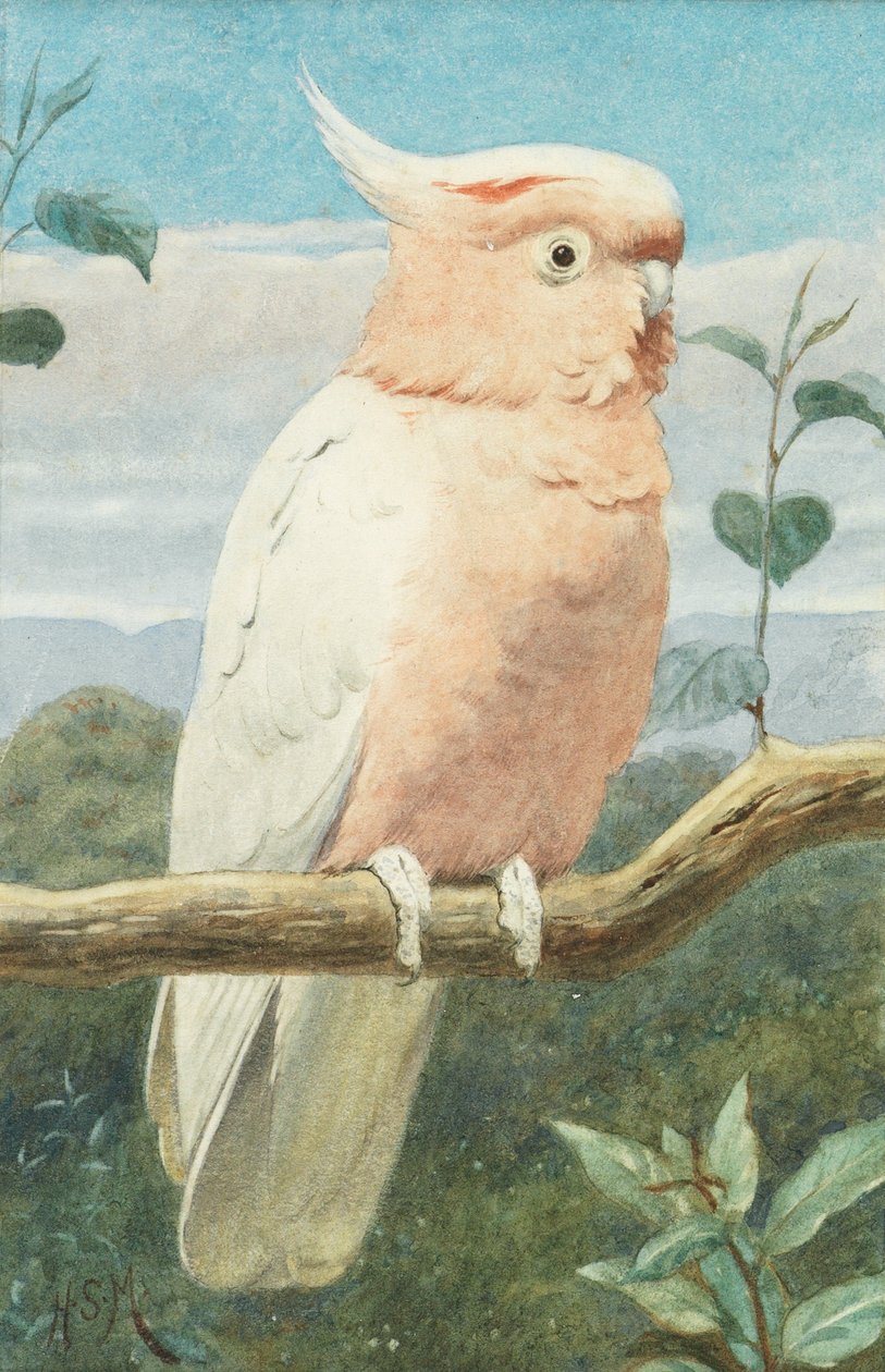 En Leadbetter's Cockatoo av Henry Stacey Marks