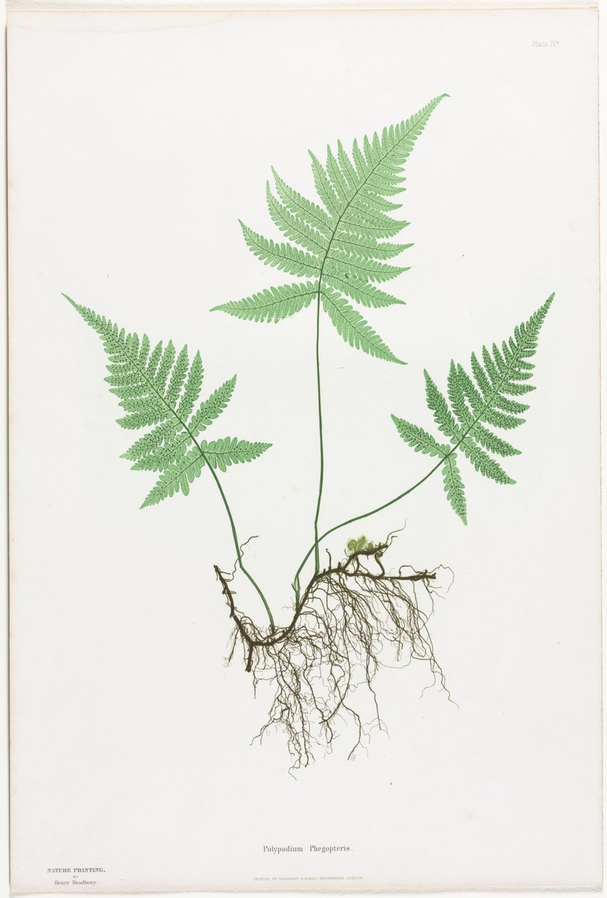Bregner fra Storbritannia og Irland: Polypodium Phegopteris av Henry Bradbury