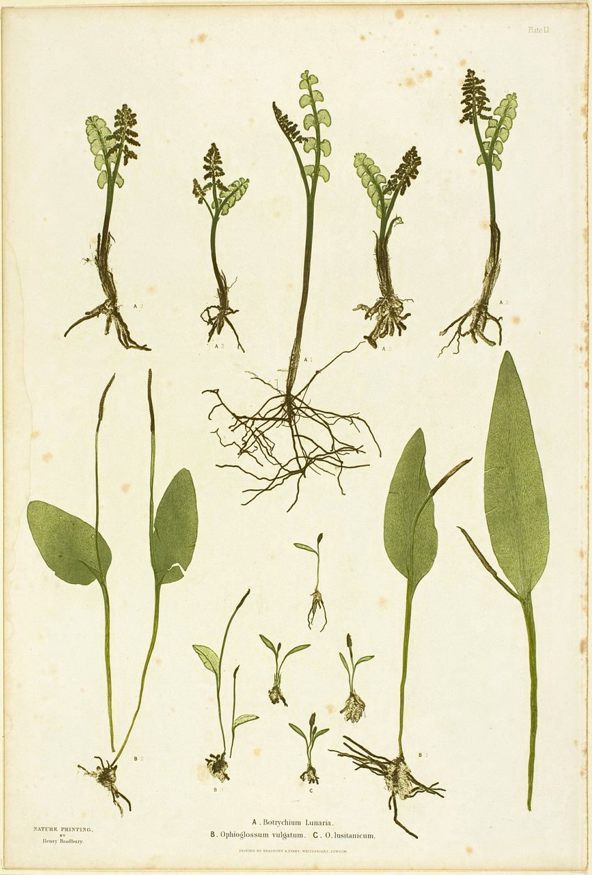  av Henry Bradbury