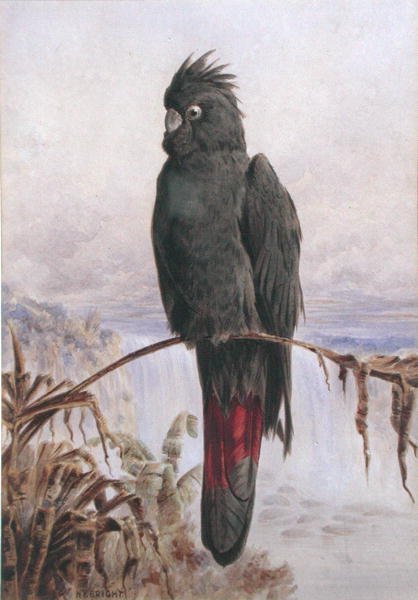Australian Red-tailed Black Cockatoo (akvarell og kroppsfarge på papir) av Henry Bright