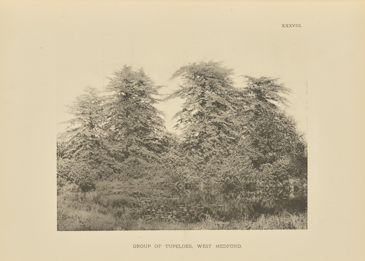  av Henry Brooks