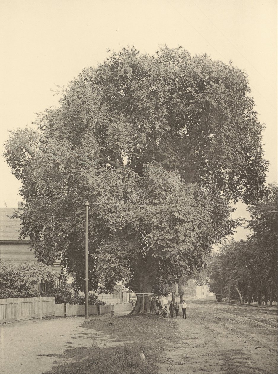 The Whittemore Elm, Arlington av Henry Brooks