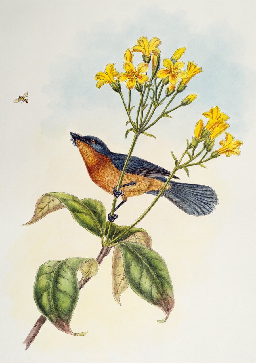 Brednebb fluesnapper (Myiagra ruficollis), fra Birds of Asia av Henry Constantine Richter
