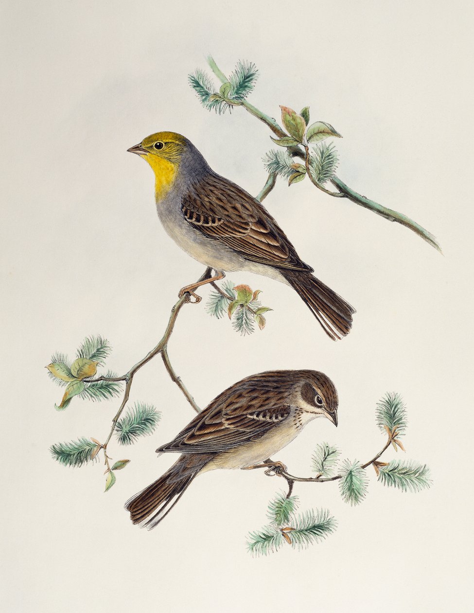 Emberiza cinerea, fra Birds of Asia av Henry Constantine Richter
