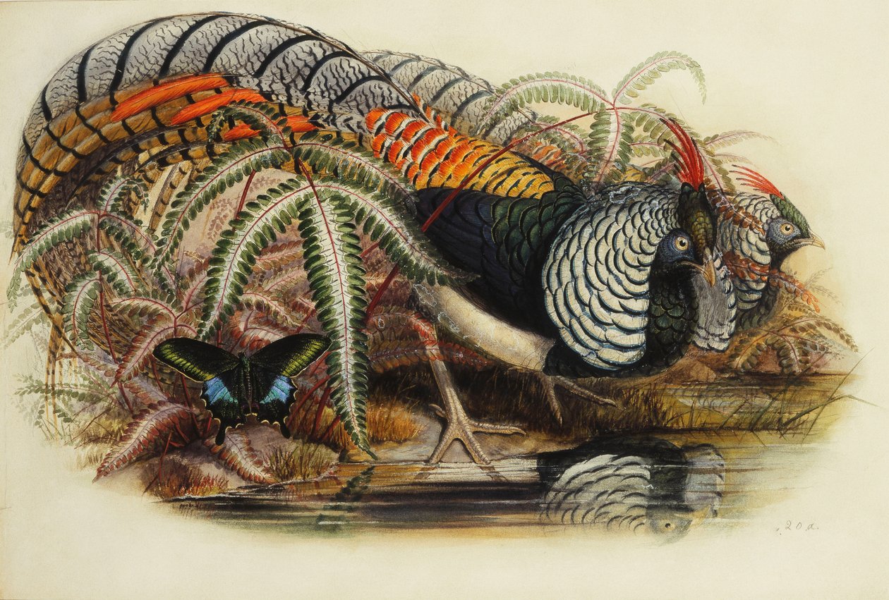 Lady Amhersts fasan, av Henry Constantine Richter