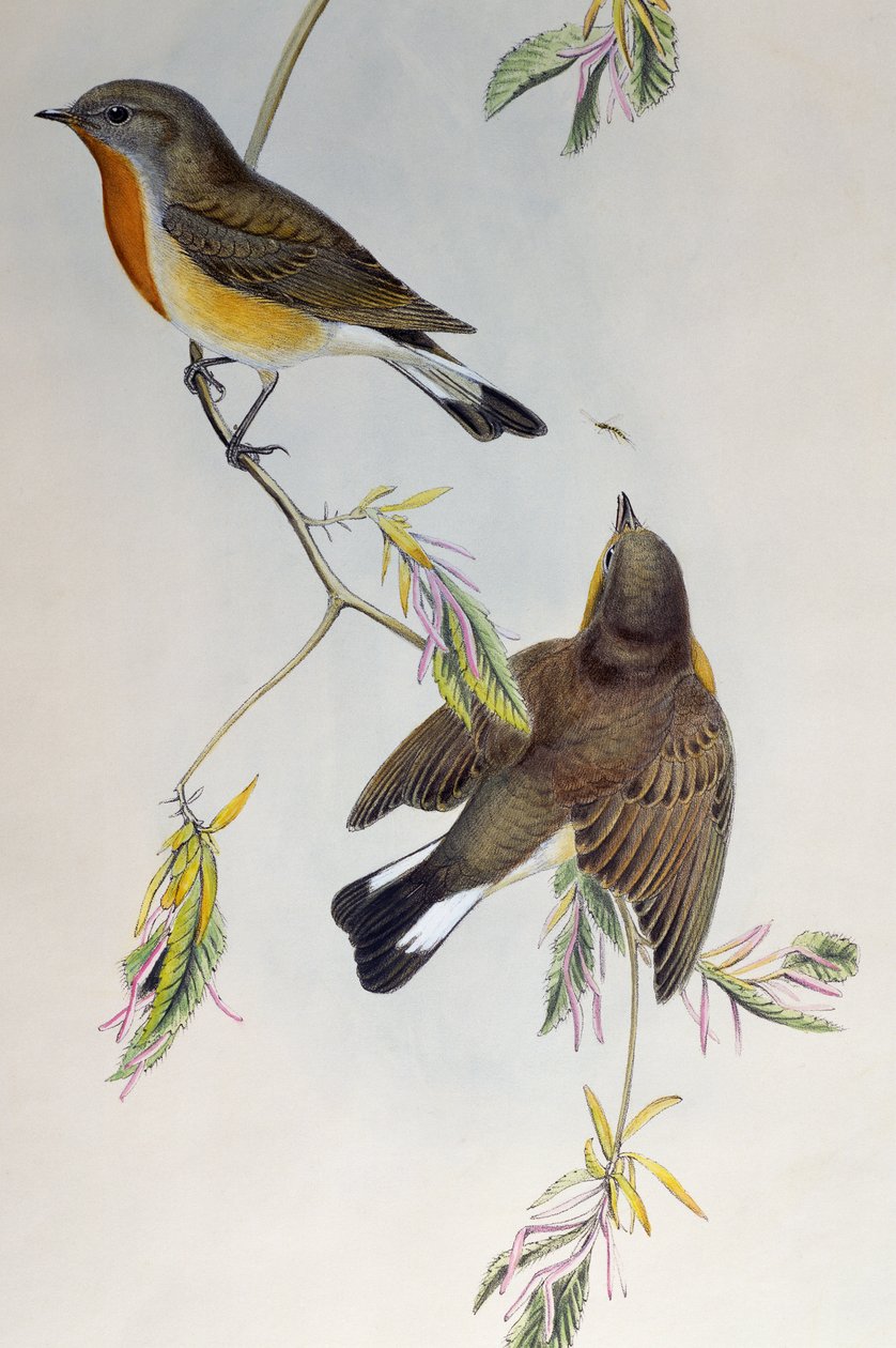 Rødbrystet fluesnapper (Ficedula parva), fra Birds of Great Britain av Henry Constantine Richter