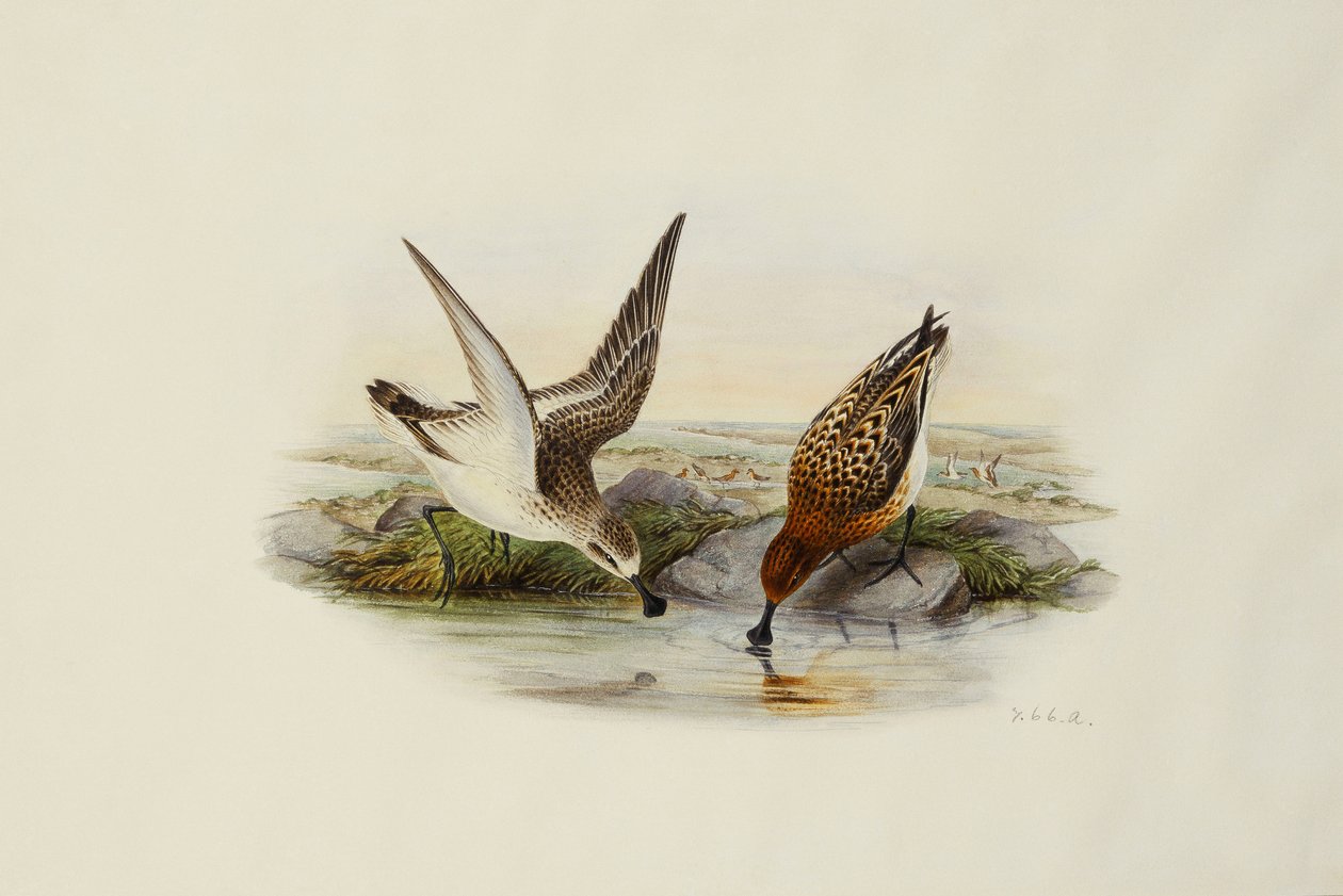 Skestork av Henry Constantine Richter