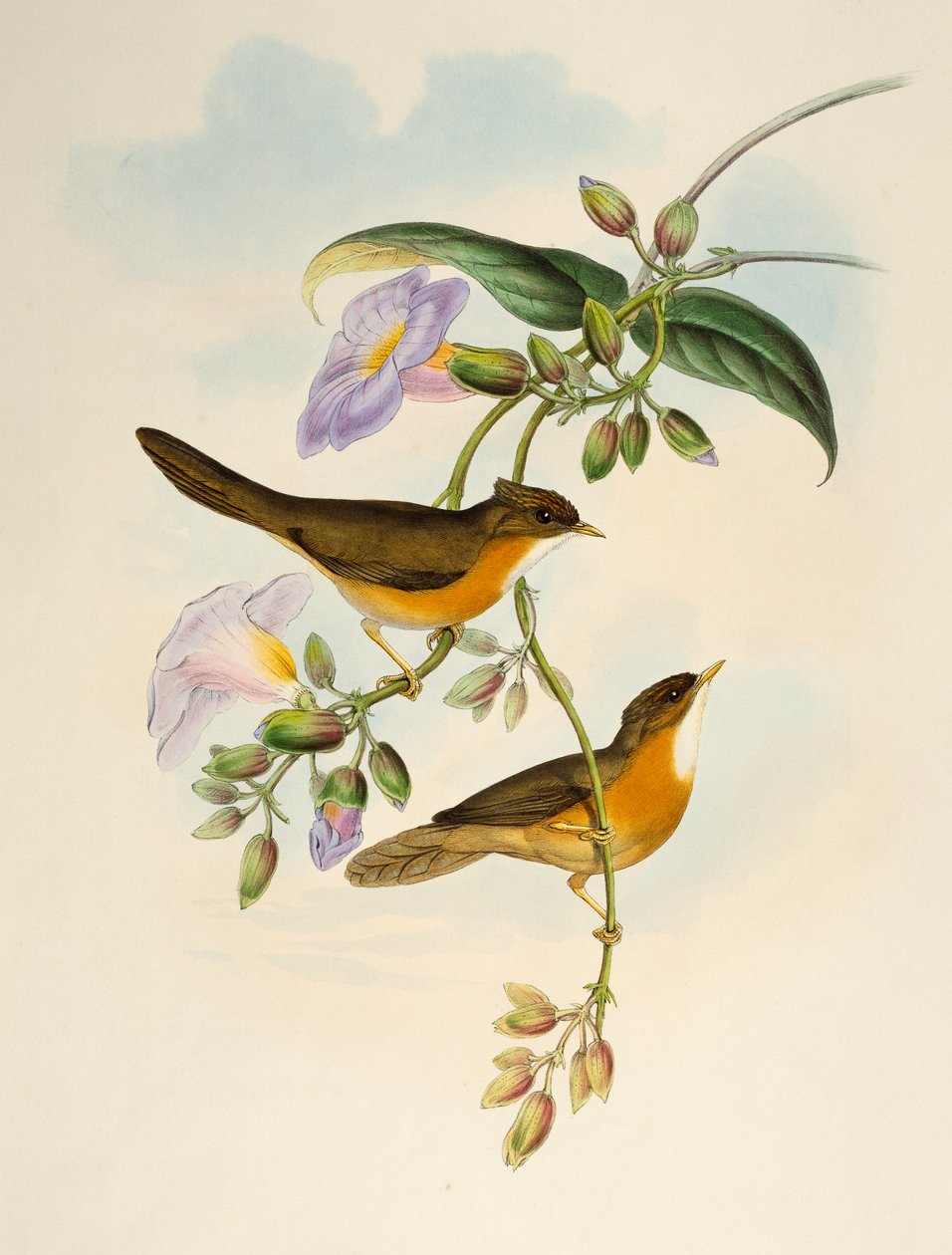 Tawny-bellied Babbler (Dumetia hyperythra), litografi fra Birds of Asia av Henry Constantine Richter
