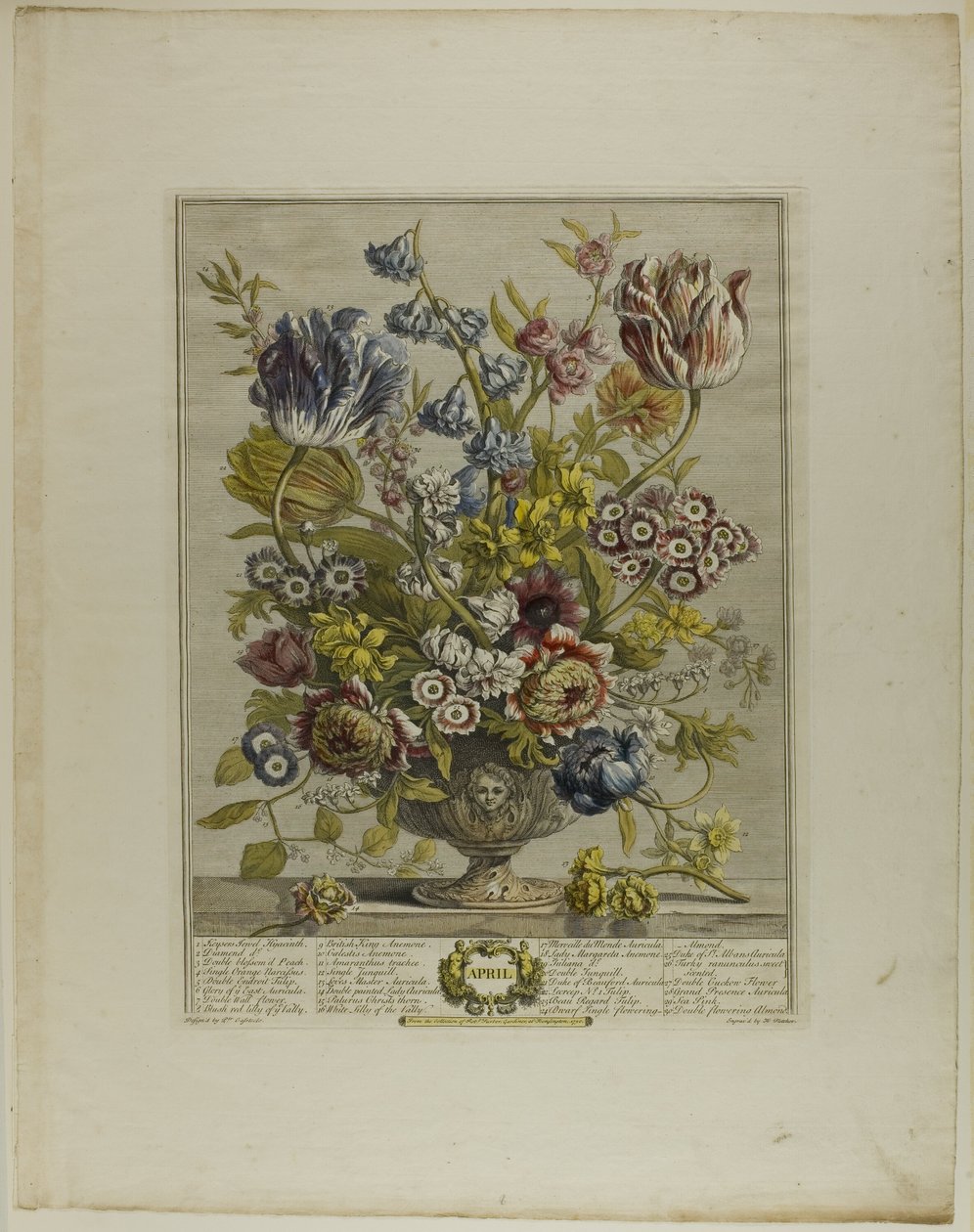 april, fra Twelve Months of Flowers av Henry Fletcher
