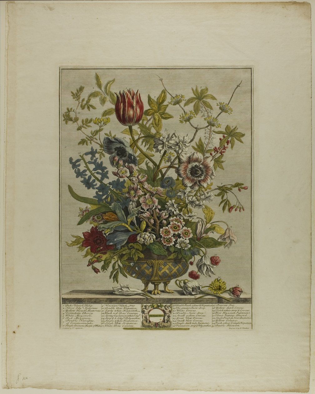 februar, fra Twelve Months of Flowers av Henry Fletcher