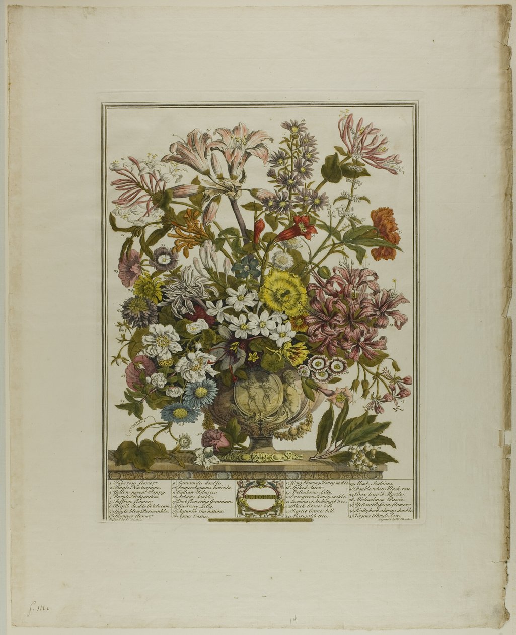oktober, fra Tolv måneder med blomster av Henry Fletcher