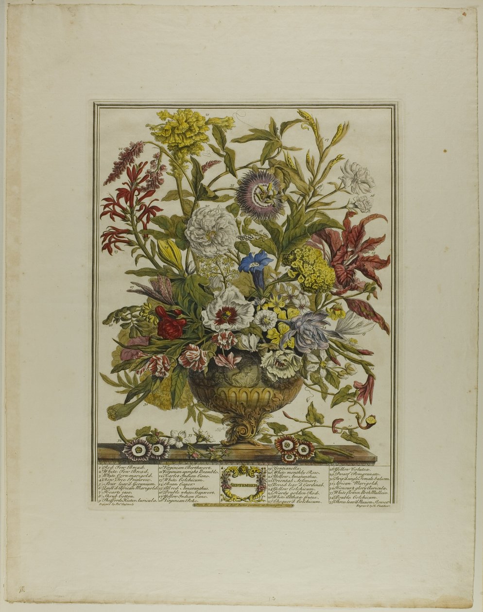 september, fra Tolv måneder med blomster av Henry Fletcher