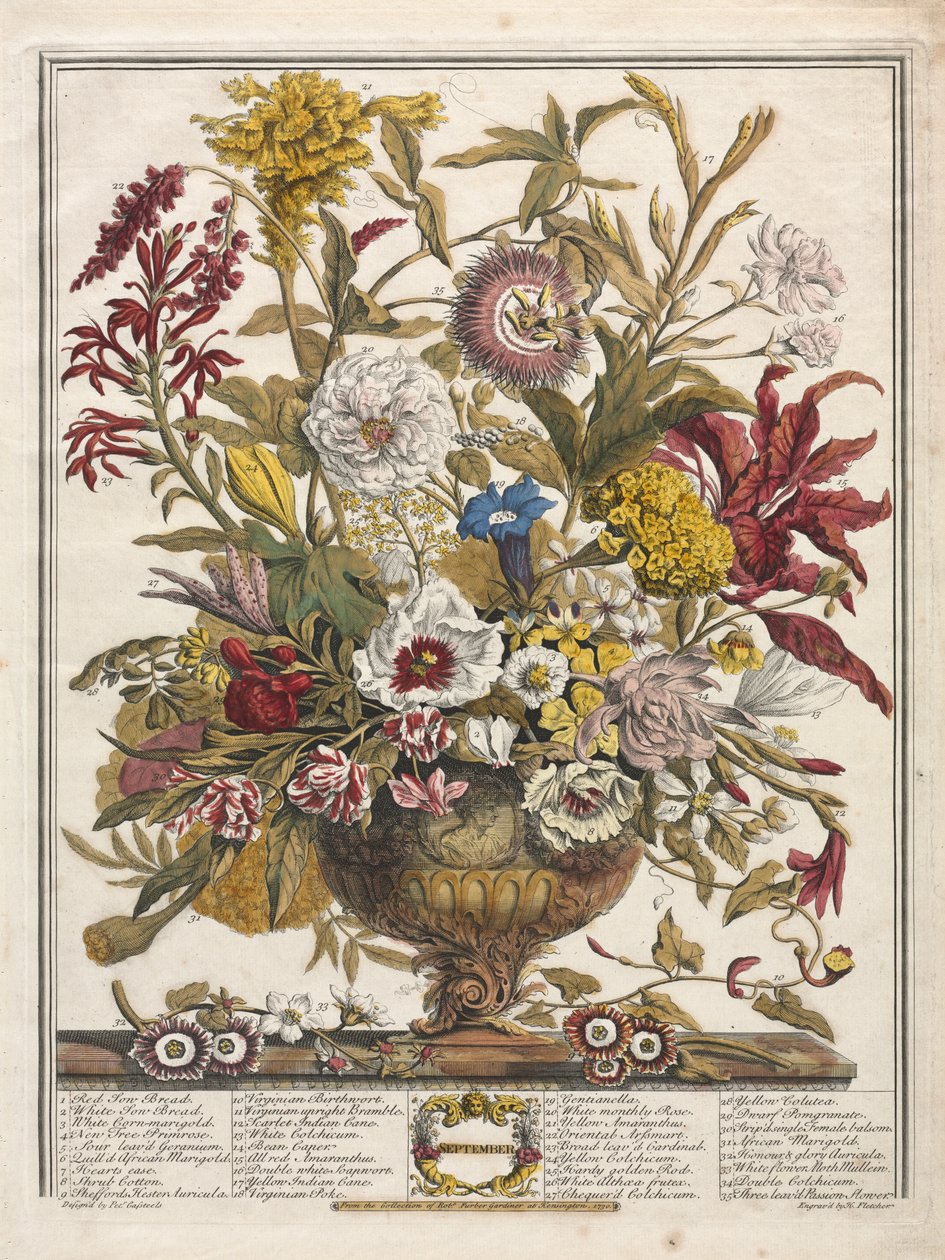 Tolv måneder med blomster: september av Henry Fletcher
