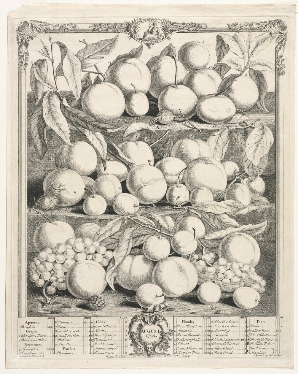 Tolv måneder med frukt: august 1732. av Henry Fletcher