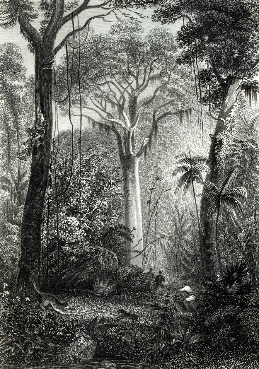 Scene i en brasiliansk skog gravert av J.Bishop av Henry George Hine