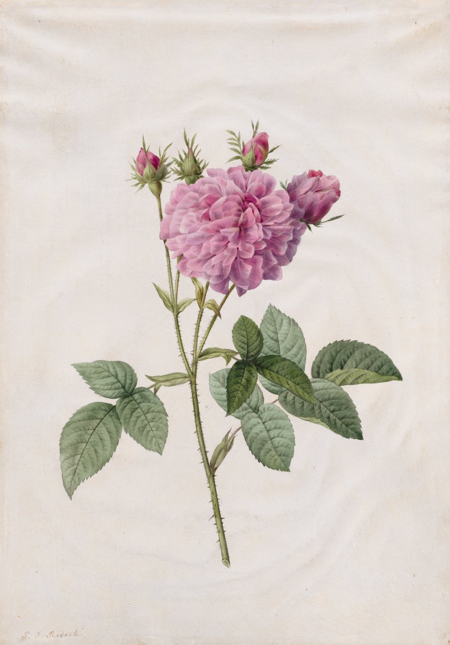 Agatha Rose (Rosa Gallica Agatha) av Henry Joseph Redouté