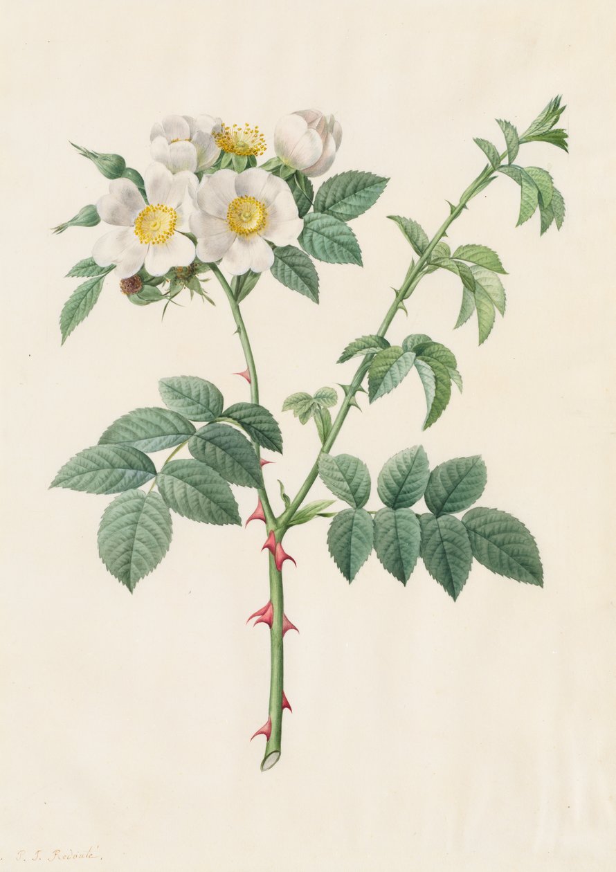 Brier buskrose eller hunderose (Rosa Leucantha) av Henry Joseph Redouté