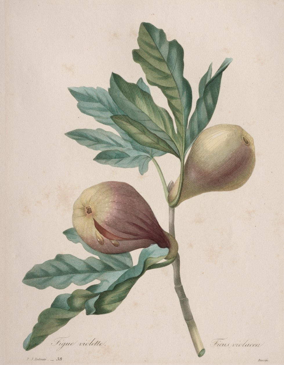 Valg av de vakreste blomstene...vakreste frukter: Fiolett Fig av Henry Joseph Redouté