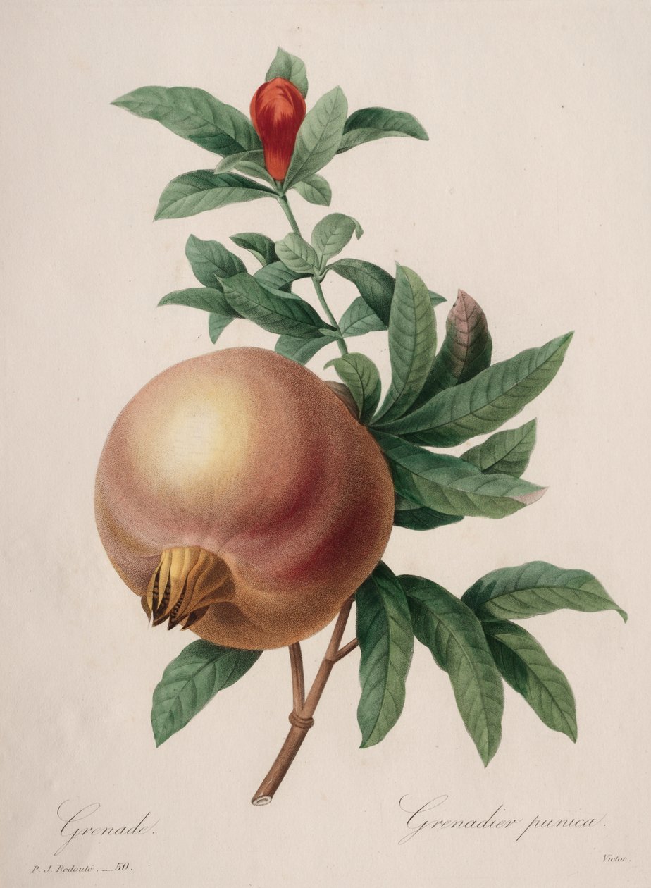 Valg av de vakreste blomstene...vakreste frukter: Granateple av Henry Joseph Redouté