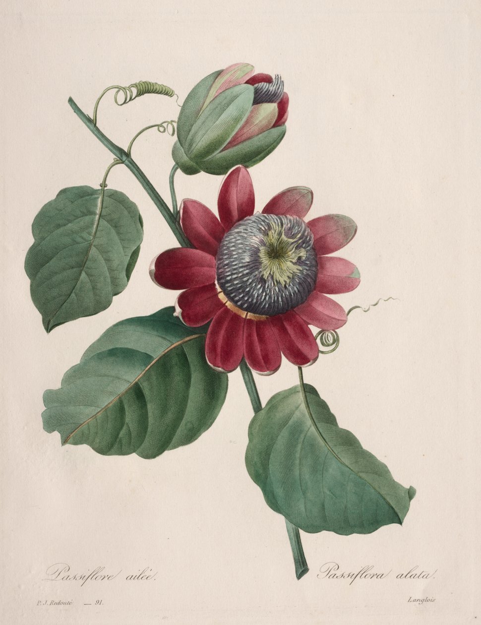 Valg av de vakreste blomstene...vakreste frukter: Passiflore ailee av Henry Joseph Redouté