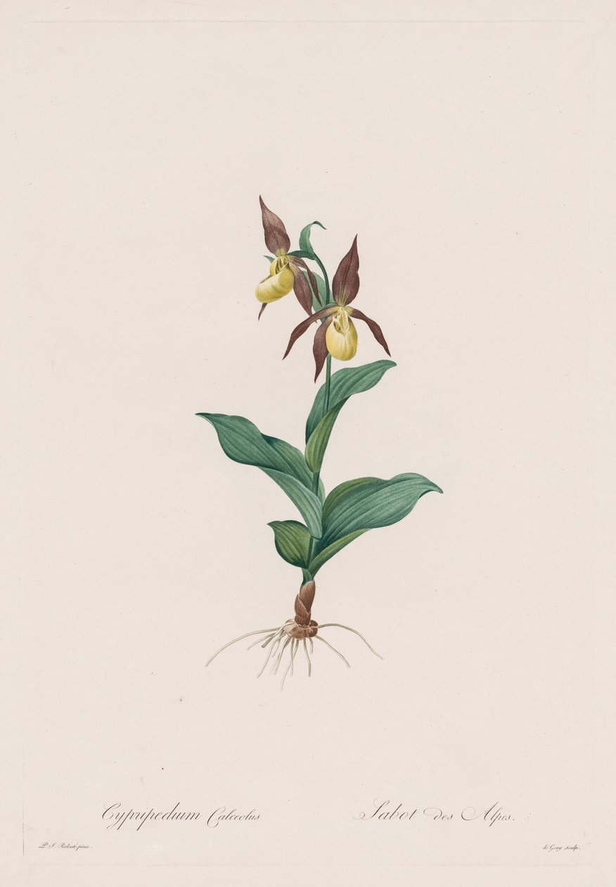 Les Liliacées: Cypripedium calceolus av Henry Joseph Redouté