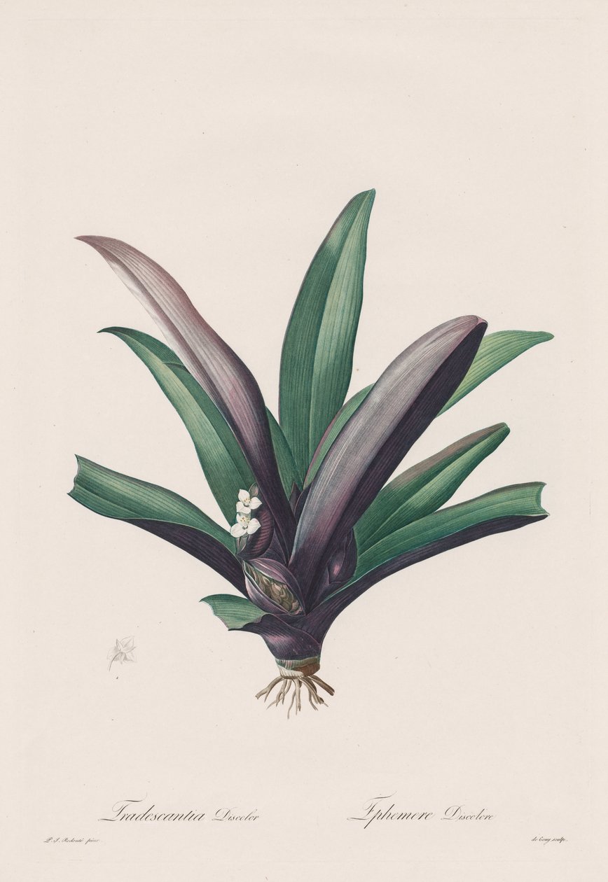 Les Liliacées: Tradescantia discolor av Henry Joseph Redouté