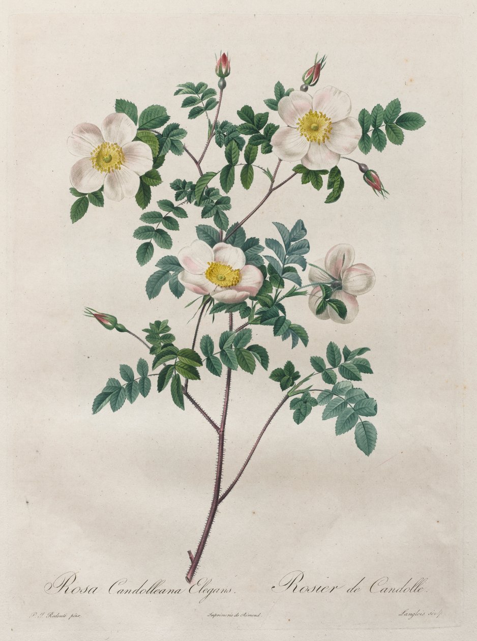 Les Roses: Rosa Candolleana Elegans av Henry Joseph Redouté