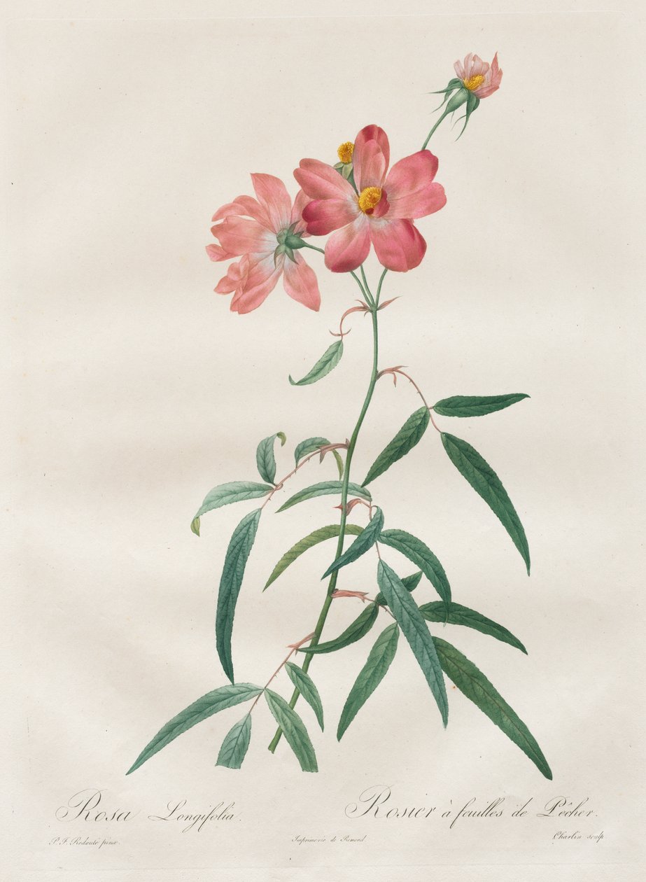 Rosene: Rosa Longifolia av Henry Joseph Redouté