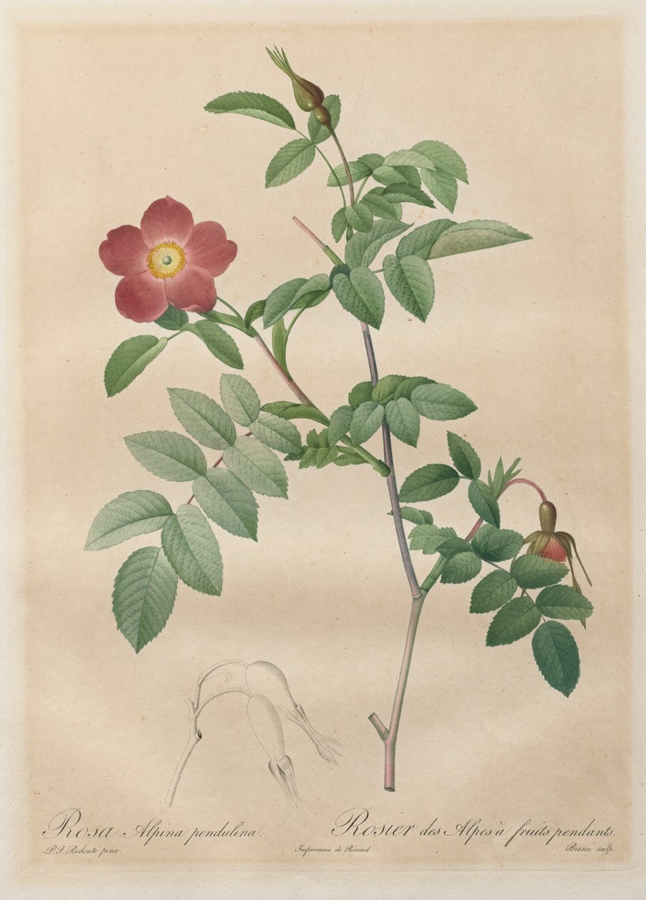 Rosene: Pendulina alpinrose av Henry Joseph Redouté