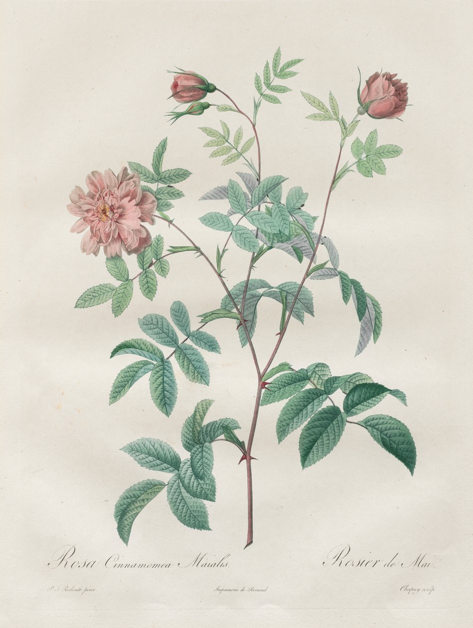 Les Roses: Rosa kanel av Henry Joseph Redouté