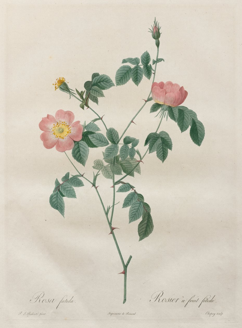 Rosene: Rosa indica av Henry Joseph Redouté