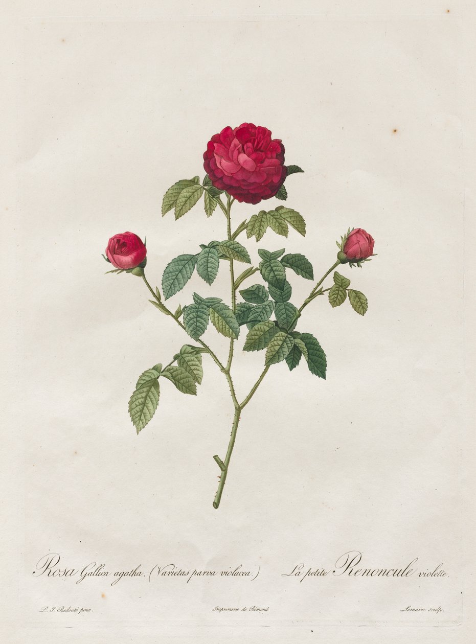 Provence eller fransk rose av Henry Joseph Redouté