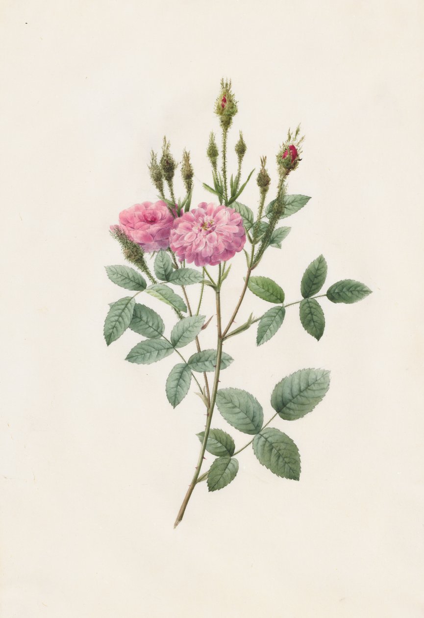 Rosa Pomponiana Muscosa av Henry Joseph Redouté