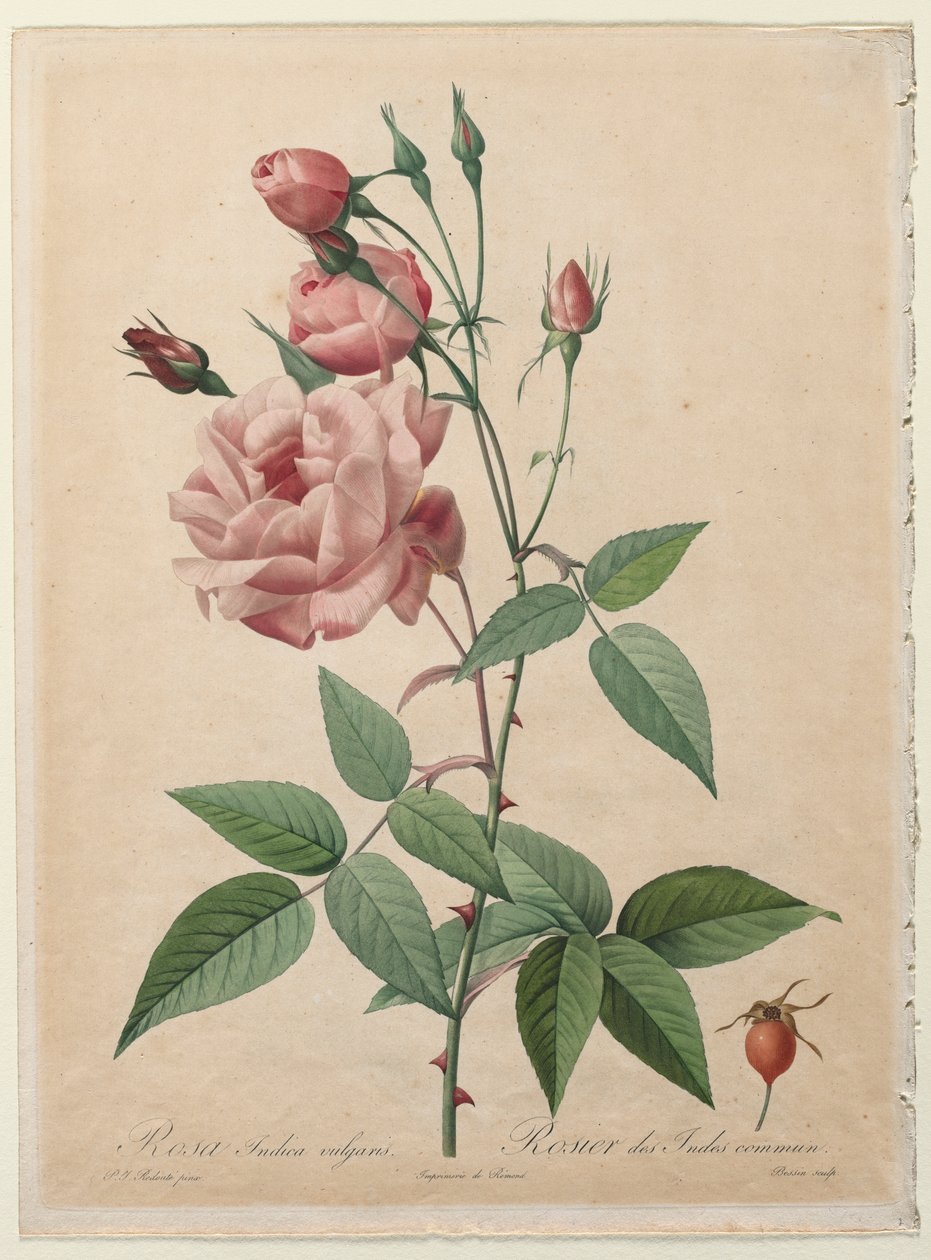 Rosene: Kina eller Bengal Rose av Henry Joseph Redouté