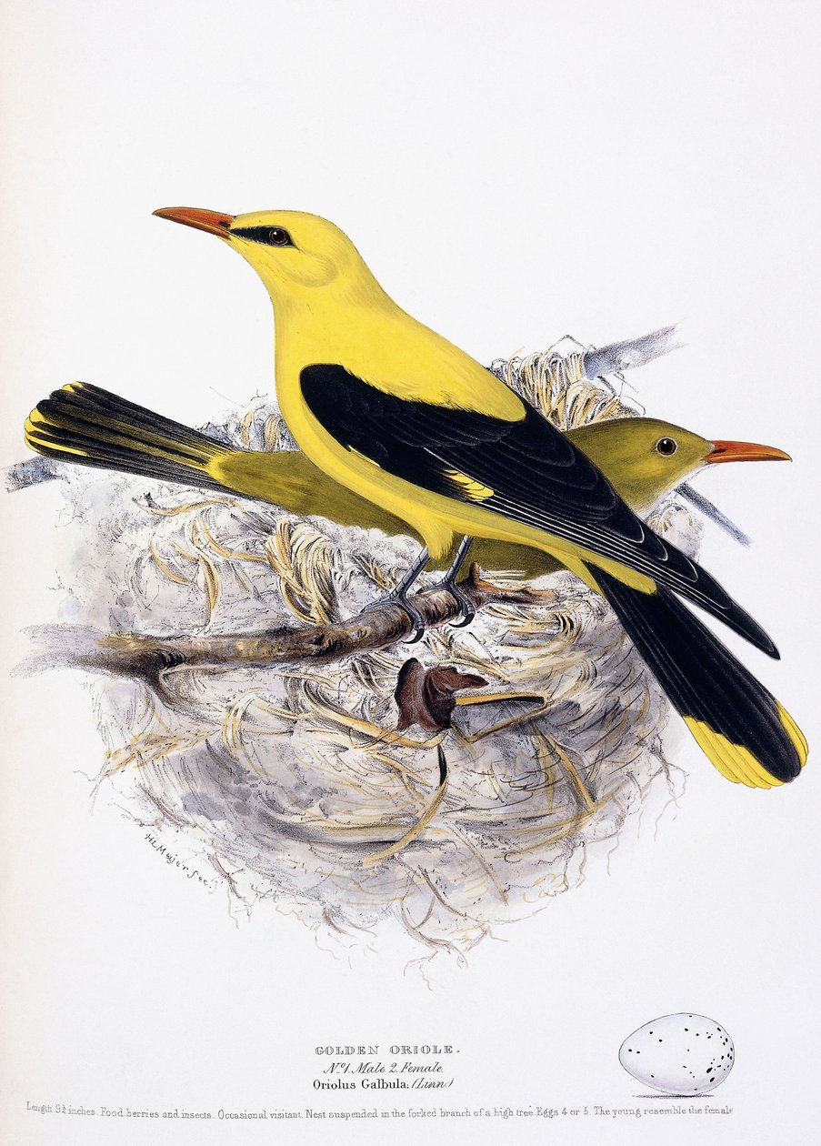 Golden Oriole, 1835 av Henry Leonard Meyer