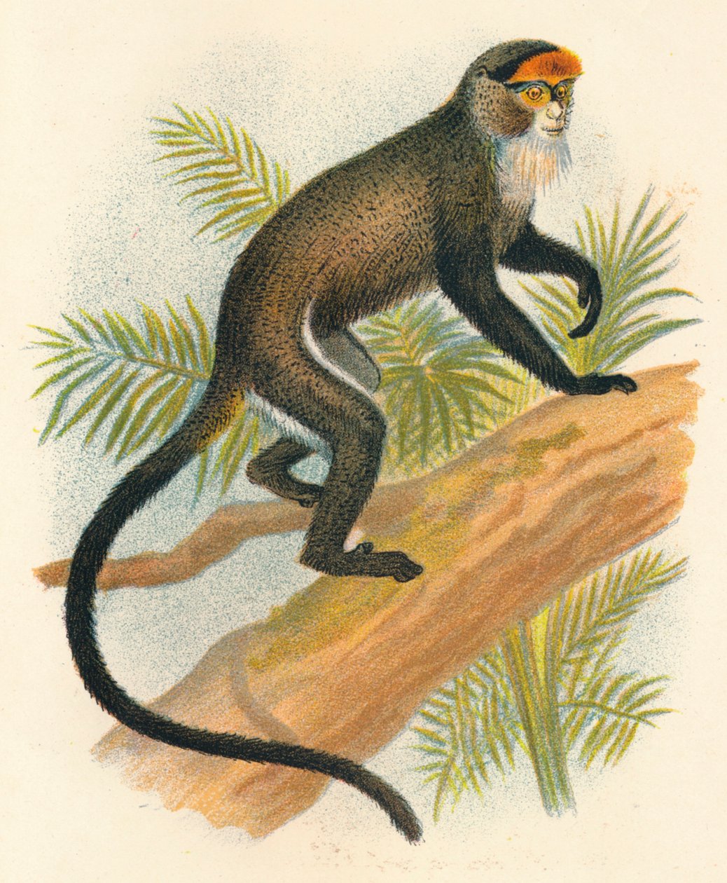 Fra Brazzas Guenon, 1897 av Henry Ogg Forbes