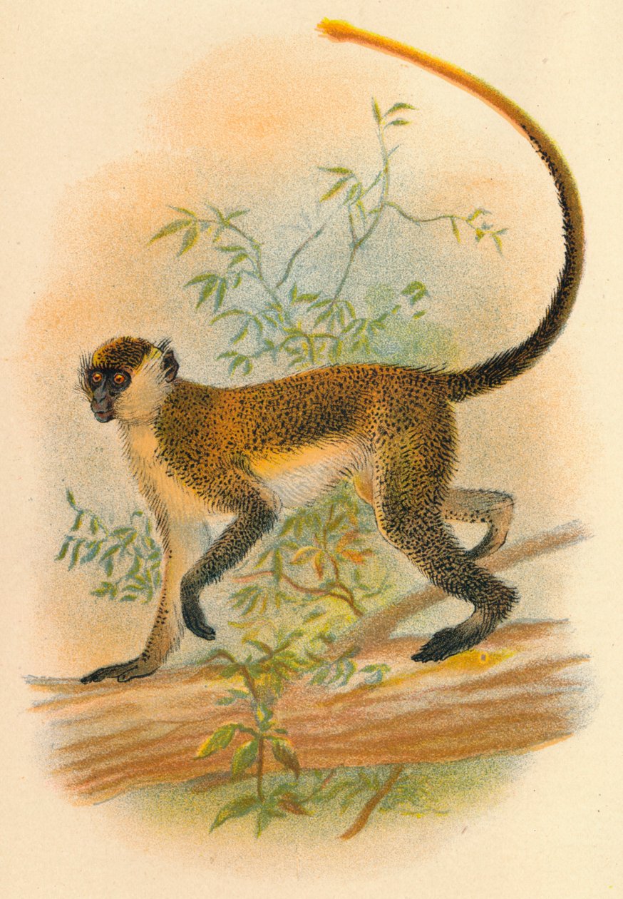 Grønn Guenon, 1897 av Henry Ogg Forbes