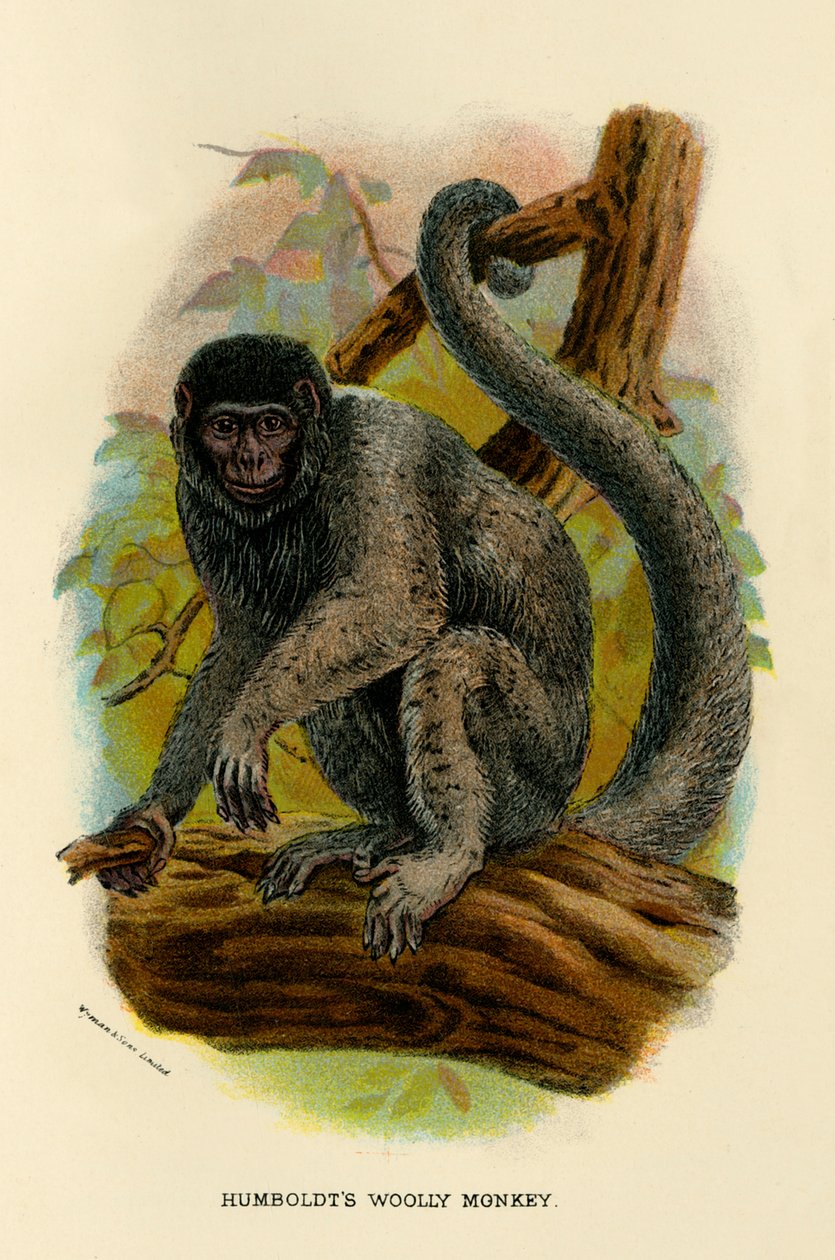 Humboldts Woolly Monkey, 1896 av Henry Ogg Forbes