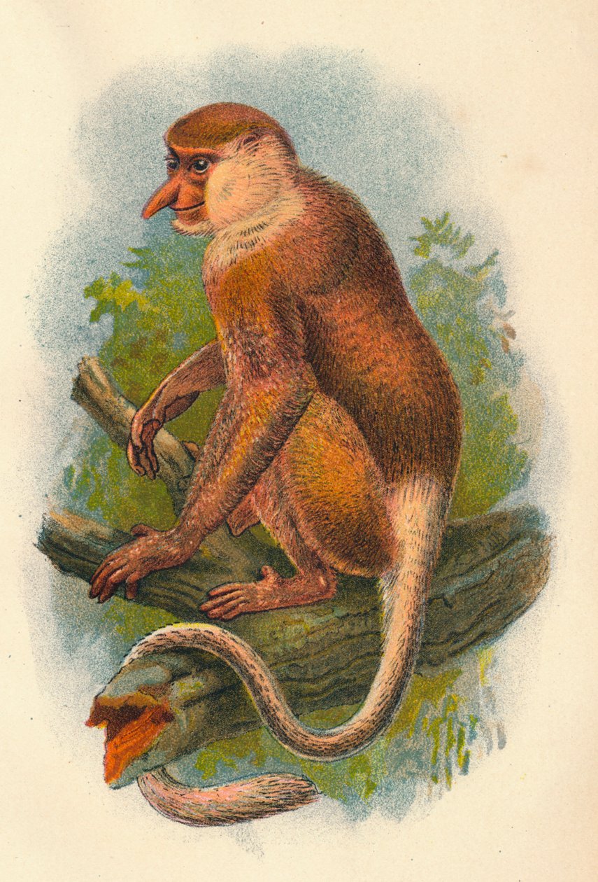 The Proboscis Monkey, 1897 av Henry Ogg Forbes