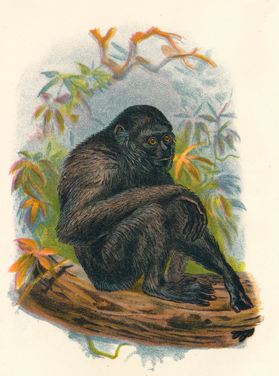 Siamang Gibbon, 1897 av Henry Ogg Forbes