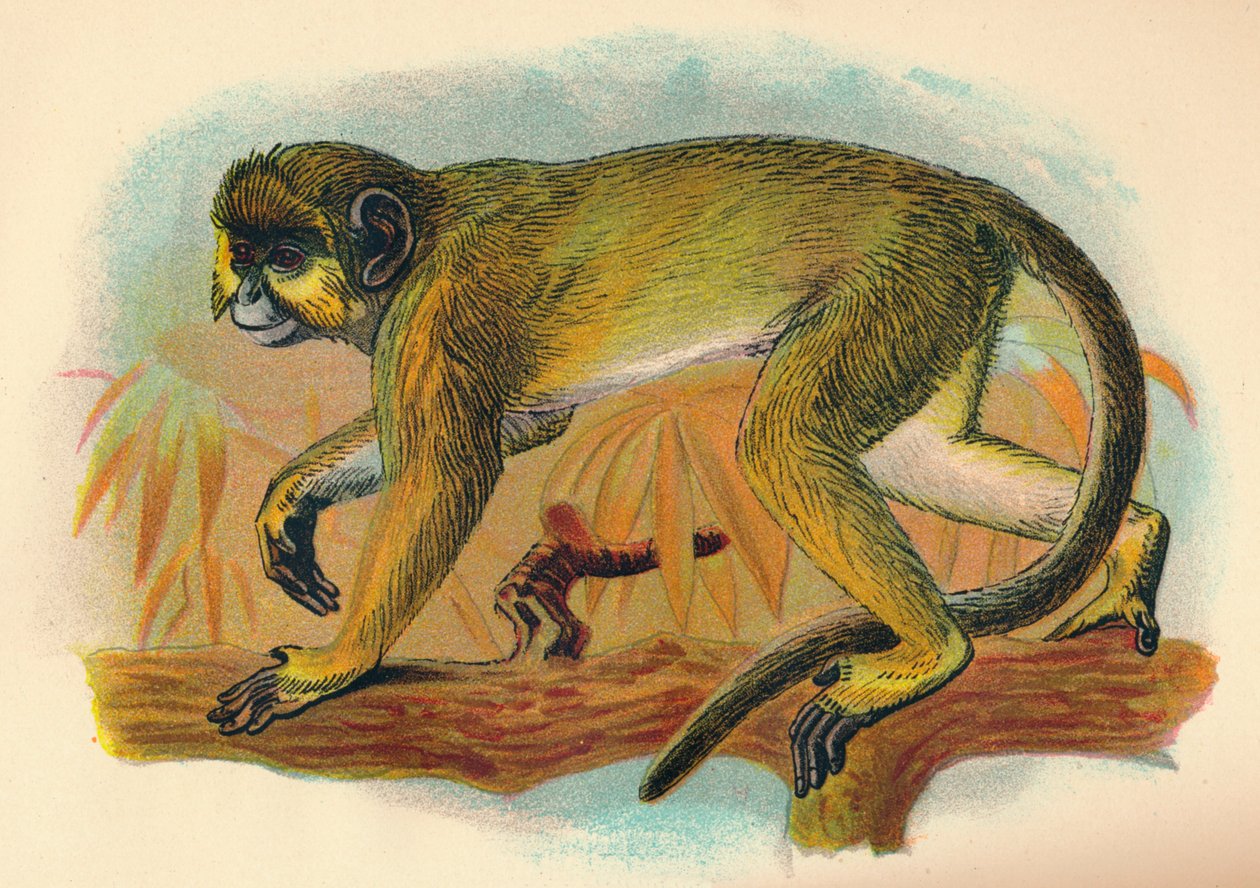 The Talapoin, 1897 av Henry Ogg Forbes